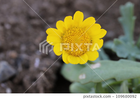 冬季花園中盛開的黃黃色雛菊（菊花）花 109680092