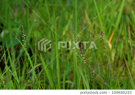 Hinano Kanase Hinano Kanase 109680283