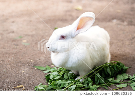 Cute white rabbit at farmyard. Cute white rabbit at farmyard. 109680356