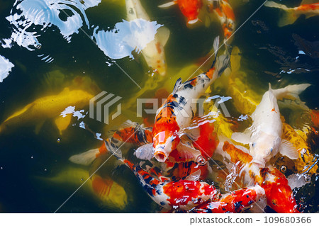 Multicolored carps crowded in pond. Zen like oriental nature background. Multicolored carps crowded in pond. Zen like oriental nature background. 109680366