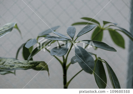 景觀與觀賞植物鵝掌柴木棉 109680388