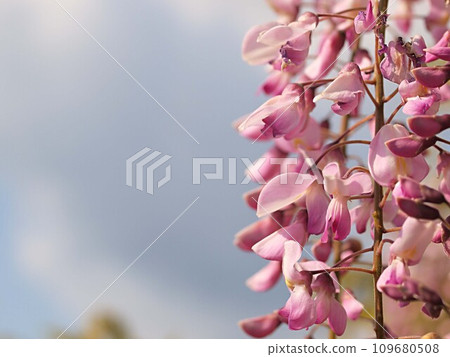 Pink wisteria flower Pink wisteria flower 109680508