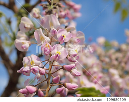 桃紅色紫藤花 桃紅色紫藤花 109680509