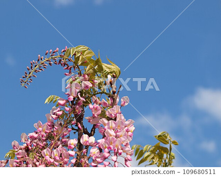 Pink wisteria flower Pink wisteria flower 109680511