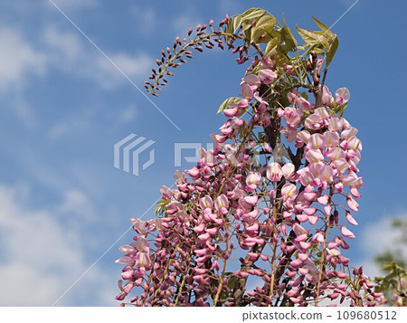 Pink wisteria flower Pink wisteria flower 109680512