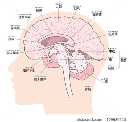 Cross-sectional diagram of the brain with head silhouette and name 109680620