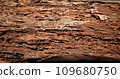 Close up of Rotten damaged wood is eaten by termites 109680750