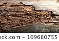 Close up view of Rotten damaged wood 109680755