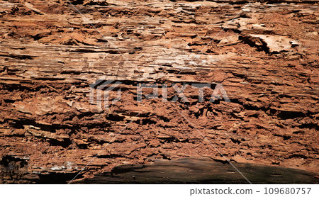 Damaged wood is eaten by termites Damaged wood is eaten by termites 109680757