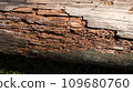 Rotten damaged wood 109680760