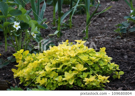 Yellow oregano, garlic and blooming strawberries at the back 109680804