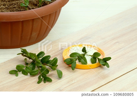 Cuttings of boxwood, lat. Buxus sempervirens, and stimulator 109680805