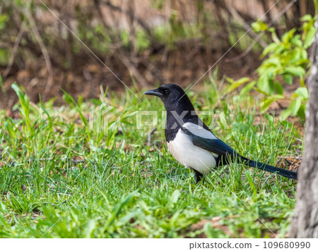 Magpie, Scientific name, Pica Pica. Adult Magpie with glossy plumage on a green grass lawn. Magpie, Scientific name, Pica Pica. Adult Magpie with glossy plumage on a green grass lawn. 109680990