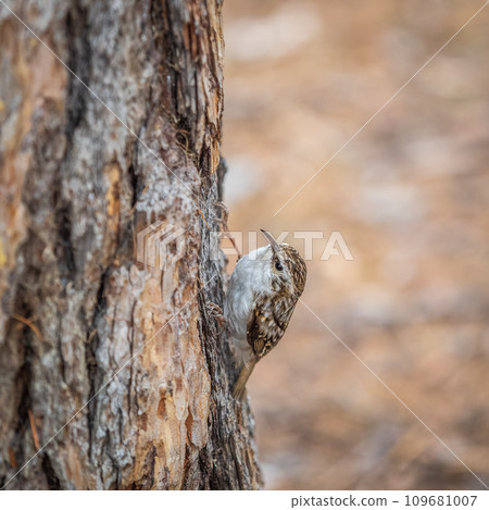 Little bird Eurasian treecreeper crawling on a tree. Nature background. Bird 109681007