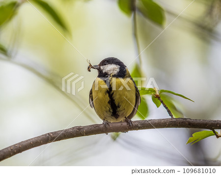 Great Tit sitting in a hedge with flys in its beak 109681010