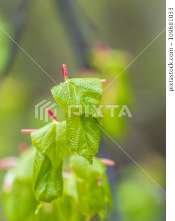 Tilia cordata, the small-leaved lime or small-leaved linden branch with fresh leaves in spring 109681033
