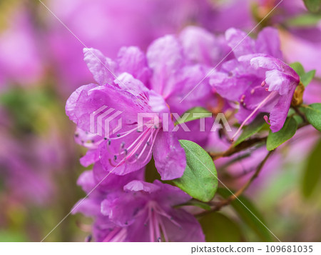Pink flowers of Siberian rhododendron copy space. Rhododendron dauricum. Spring flowering of Altai rhododendron. 109681035