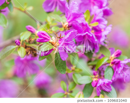Pink flowers of Siberian rhododendron copy space. Rhododendron dauricum. Spring flowering of Altai rhododendron. 109681040
