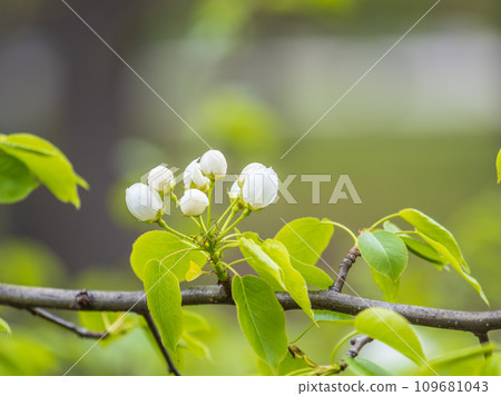White blossoming apple trees. White apple tree flowers White blossoming apple trees. White apple tree flowers 109681043