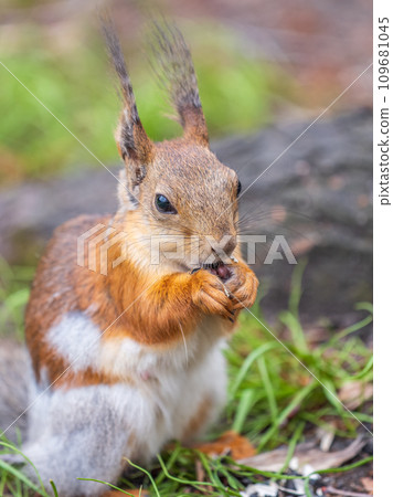 Close-up Portrait of Squirrel. Squirrel eats a nut while sitting in green grass. 109681045