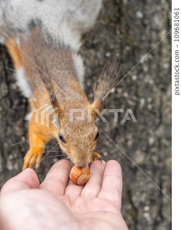 A squirrel in the spring or autumn eats nuts from a human hand. Eurasian red squirrel, Sciurus vulgaris A squirrel in the spring or autumn eats nuts from a human hand. Eurasian red squirrel, Sciurus vulgaris 109681061