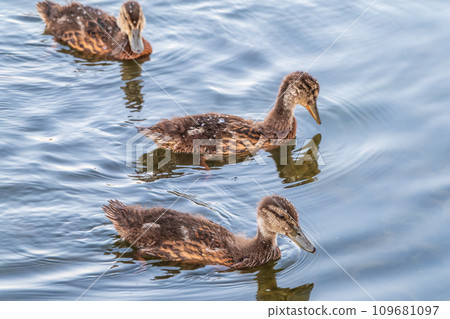 Cute little duckling swimming alone in a lake or river with calm water Cute little duckling swimming alone in a lake or river with calm water 109681097