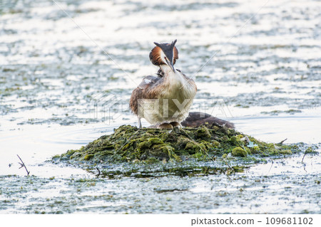 Great Crested Grebe, Podiceps cristatus, water bird sitting on the nest, nesting time on the green lake 109681102