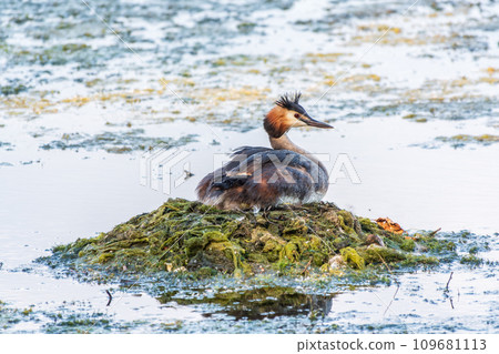 Great Crested Grebe, Podiceps cristatus, water bird sitting on the nest, nesting time on the green lake 109681113