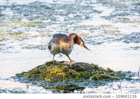 Great Crested Grebe, Podiceps cristatus, water bird sitting on the nest, nesting time on the green lake 109681116