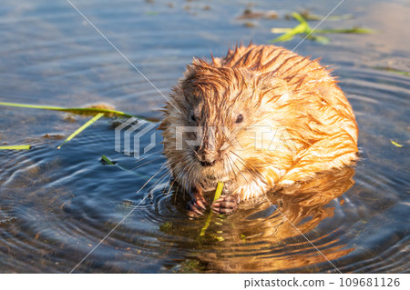 Portrait of a muskrat, ondatra zibethicus, rodent found in wetlands Portrait of a muskrat, ondatra zibethicus, rodent found in wetlands 109681126
