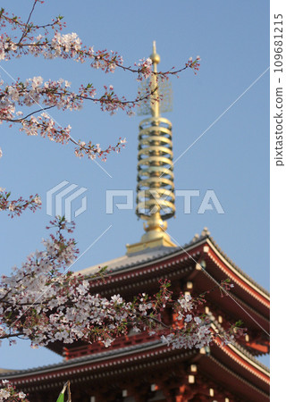 Five-storied pagoda and cherry blossoms 109681215
