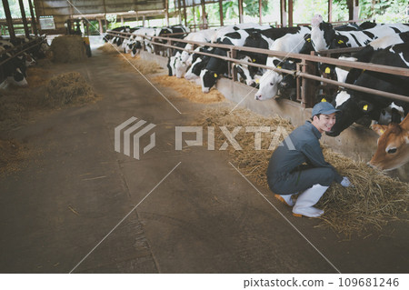 cow, cattle, cows 109681246