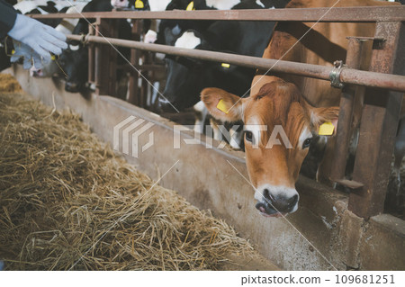 奶牛 牲口 牛 109681251