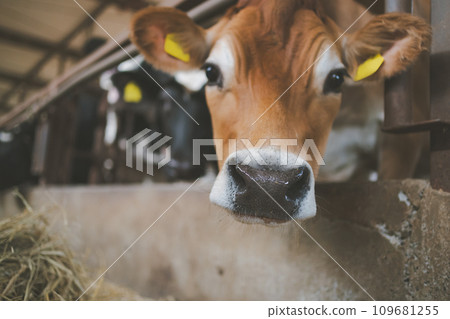 奶牛 牲口 牛 109681255