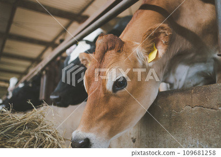 cow, cattle, cows 109681258