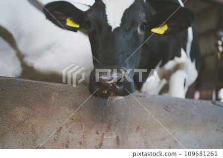 奶牛 牲口 牛 109681261
