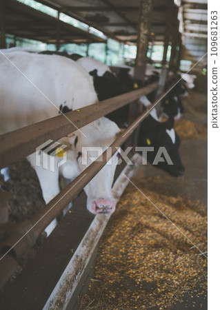 cow, cattle, cows 109681263