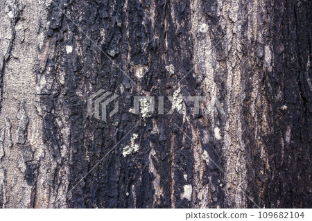 Closeup view of wooden tree trunk Closeup view of wooden tree trunk 109682104