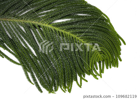 Green fir tree spruce branch Green fir tree spruce branch 109682119