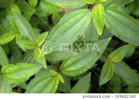 Green tropical leaf Green tropical leaf 109682160