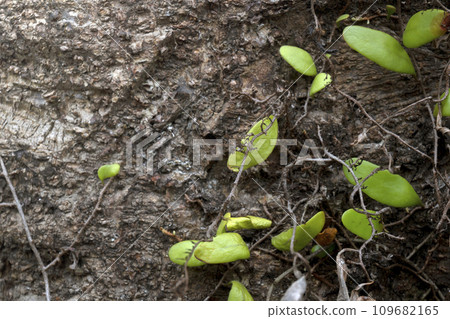 Green tropical leaf 109682165