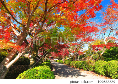 [Shiga Prefecture] Autumn leaves at Saikyoji Temple on a clear day (Momiji approach) 109682229