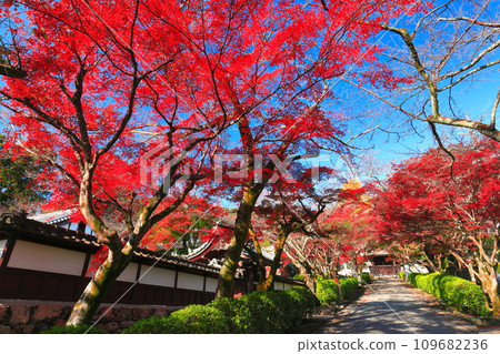 [Shiga Prefecture] Autumn leaves at Saikyoji Temple on a clear day (Momiji approach) 109682236