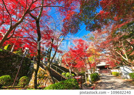 [Shiga Prefecture] Autumn leaves at Saikyoji Temple on a clear day (Momiji approach) 109682240