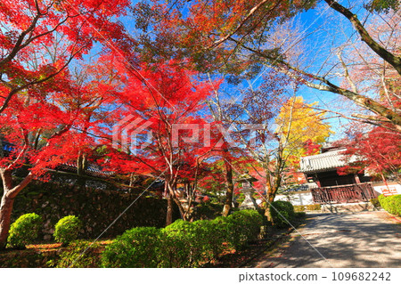[滋賀縣]晴天西教寺的紅葉（紅葉路） 109682242