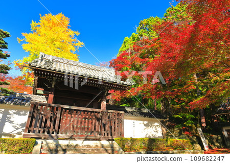 [Shiga Prefecture] Autumn leaves at Saikyoji Temple on a clear day (Chokushumon) 109682247