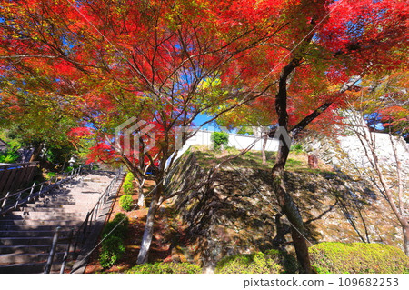 [Shiga Prefecture] Autumn leaves at Saikyoji Temple on a clear day 109682253