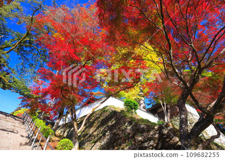 [滋賀縣]晴天西教寺的紅葉 109682255
