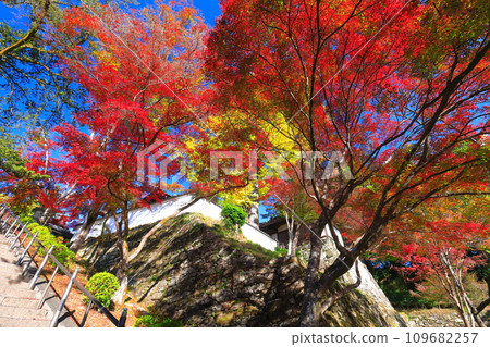 [Shiga Prefecture] Autumn leaves at Saikyoji Temple on a clear day 109682257