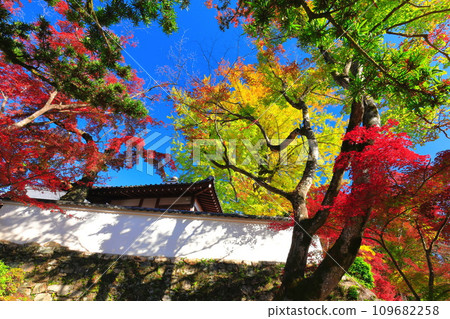 [Shiga Prefecture] Autumn leaves at Saikyoji Temple on a clear day 109682258
